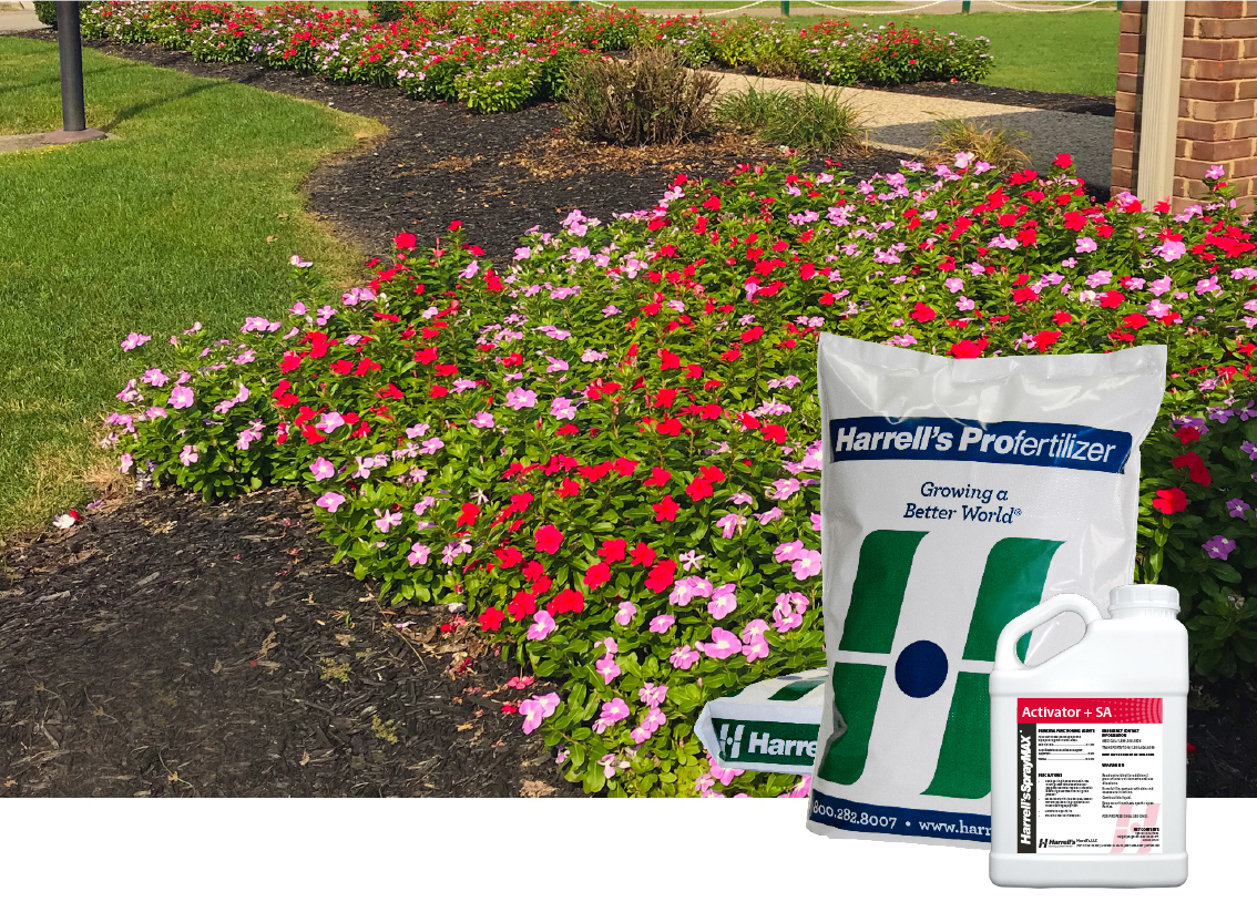 Bada Bing, Bada.. Bloom! Harrell’s Annuals Maintenance Program